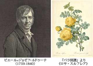 左：ルドゥーテ肖像／右：『バラ図譜』より《ロサ・スルフレア》