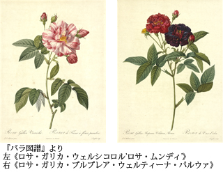 『バラ図譜』より　左：《ロサ・ガリカ・ウェルシコロル’ロサ・ムンディ’》右：《ロサ・ガリカ・プルプレア・ウェルティーナ・パルウァ》