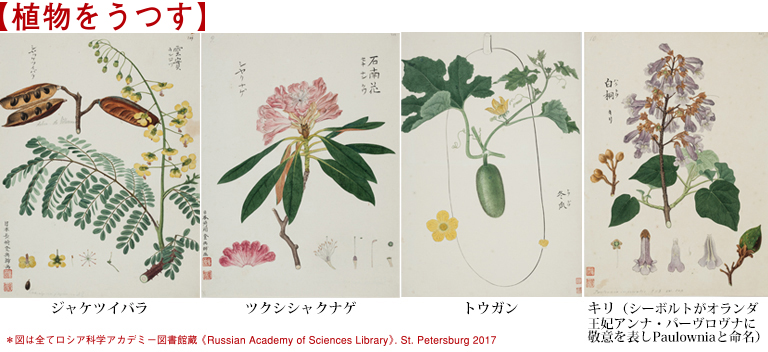 植物をうつす